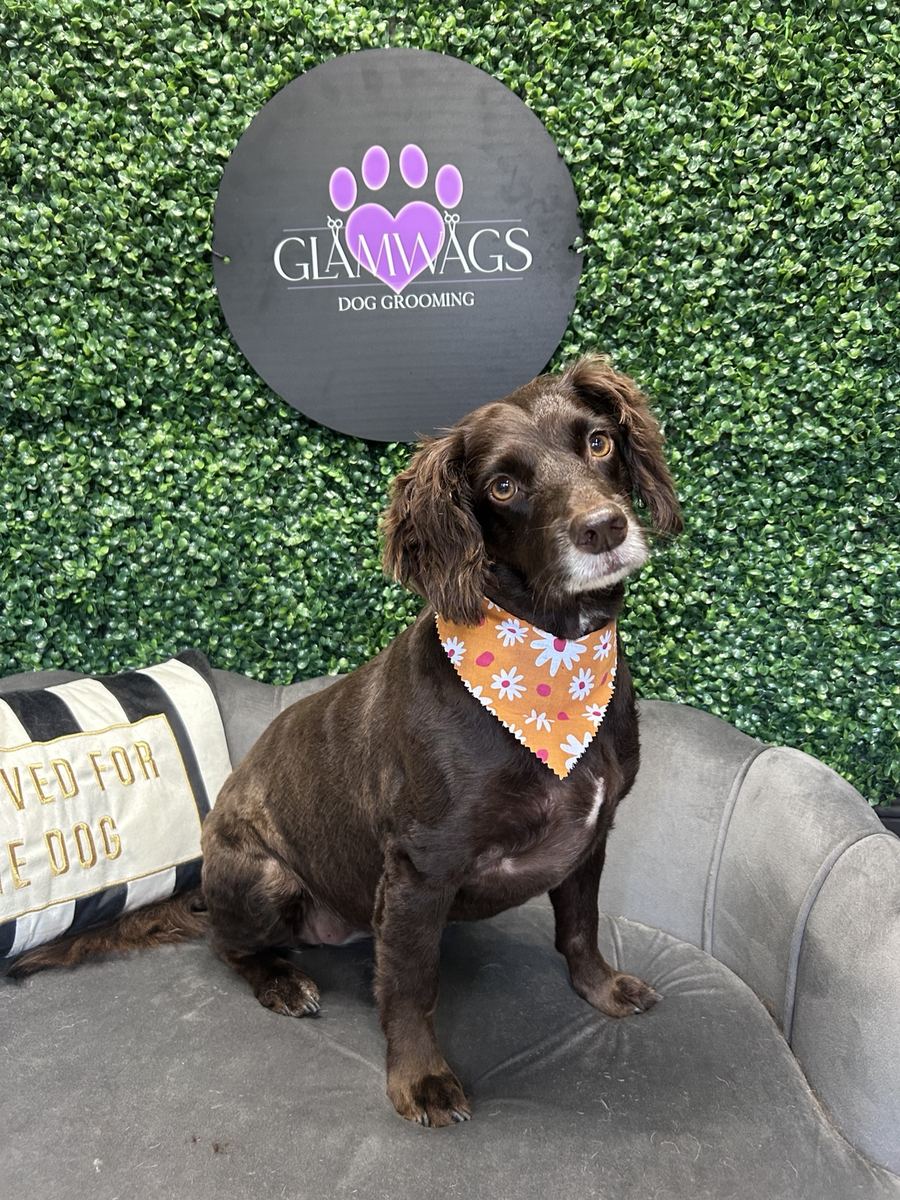 Groomed brown dog