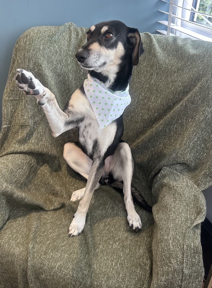 Dog relaxing after grooming