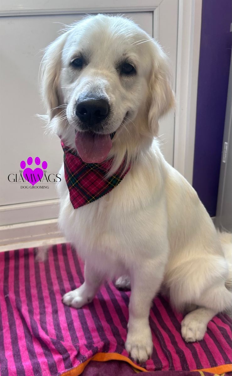 Groomed golden retriever