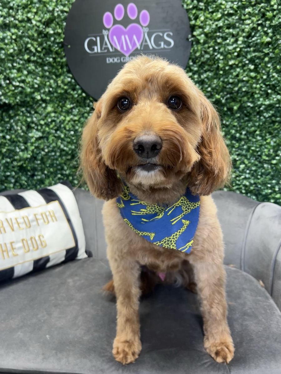 Groomed dog