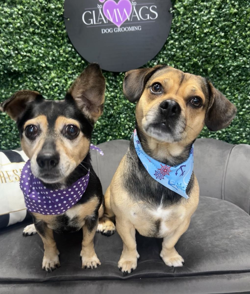 Two groomed dogs