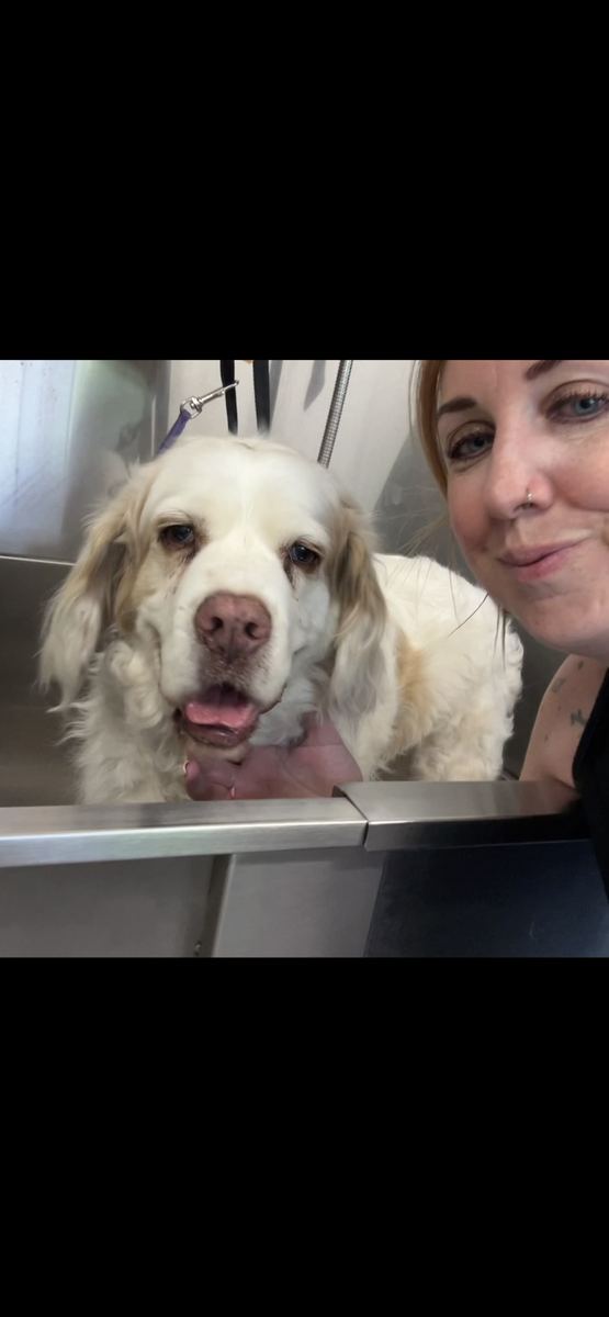 GlamWags groomer with a dog
